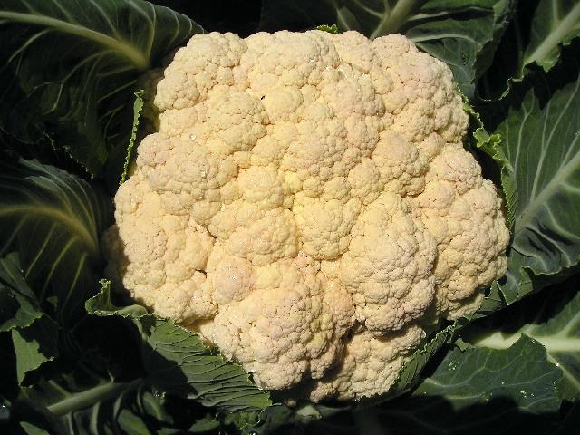 Kalafior